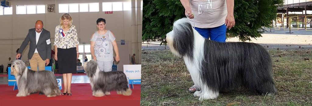 3x CACIB show Nitra 2017