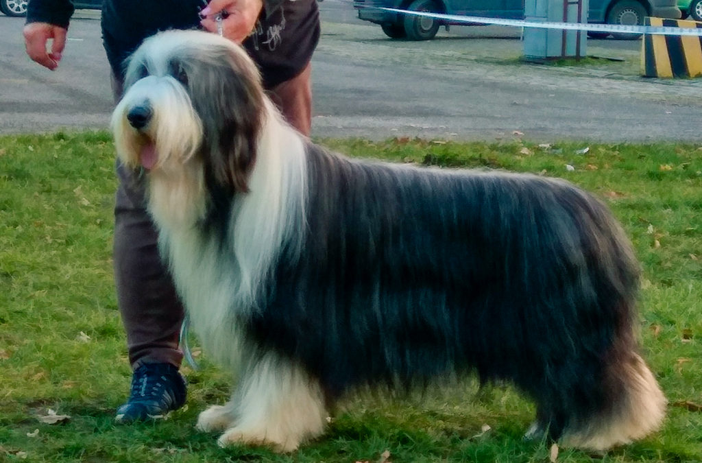 2x Cacib Nitra, feb. 2018