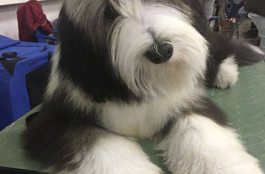 2x CACIB Bratislava 27.-28.10.2018