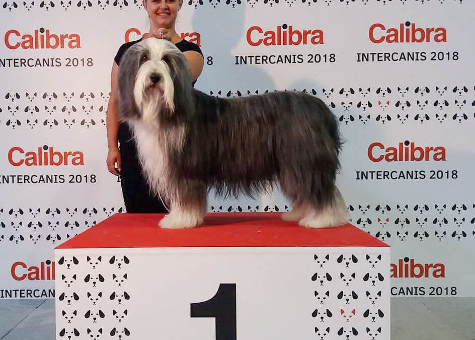 Medzinárodná výstava Brno 2019