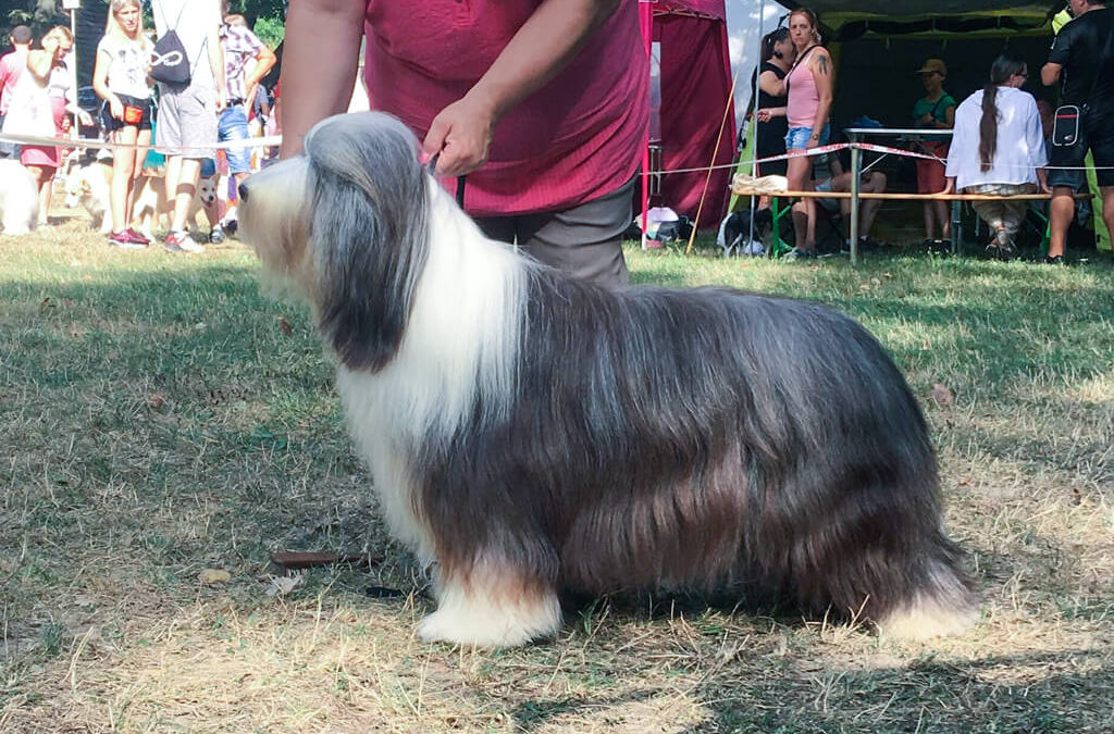 2 x CACIB Bratislava 2019