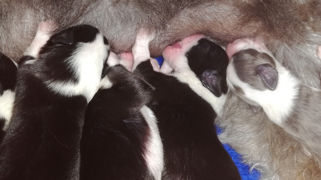 Puppies