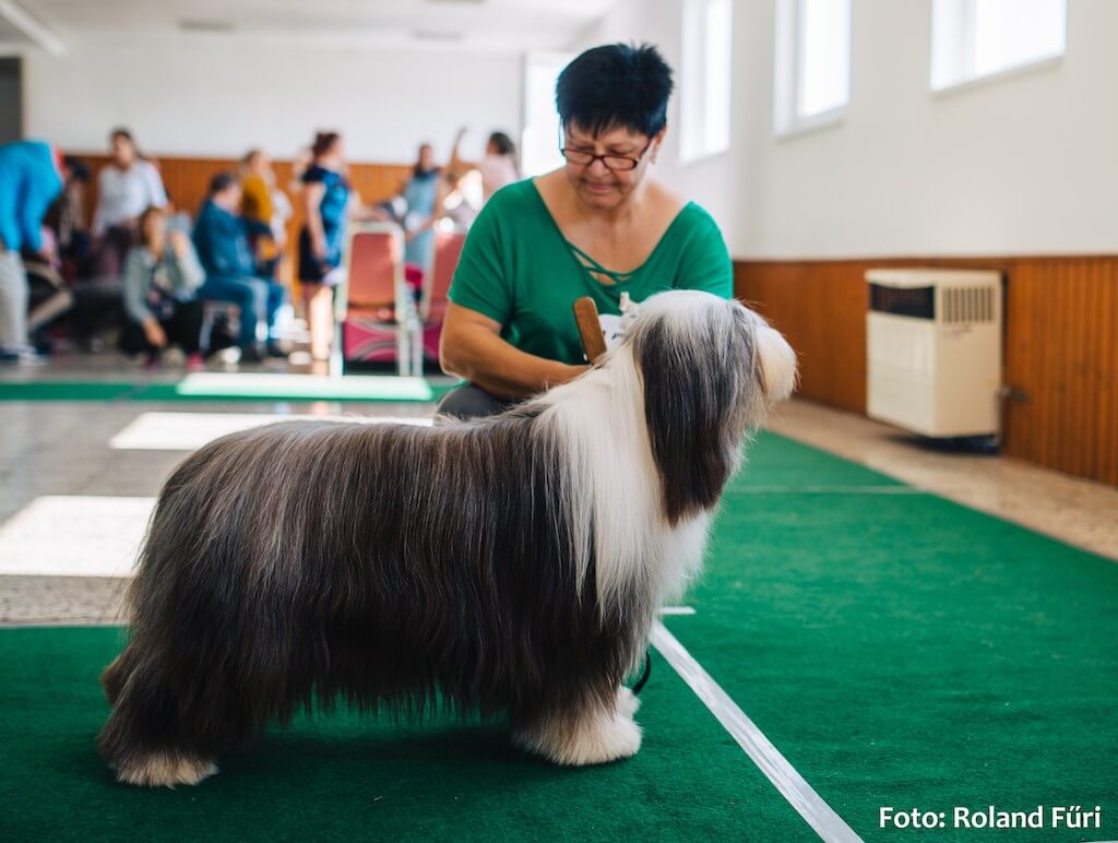 Special show Bobtail&Bearded collie klub 21.9.2019 Dubova, judge Johan Andersson/SE