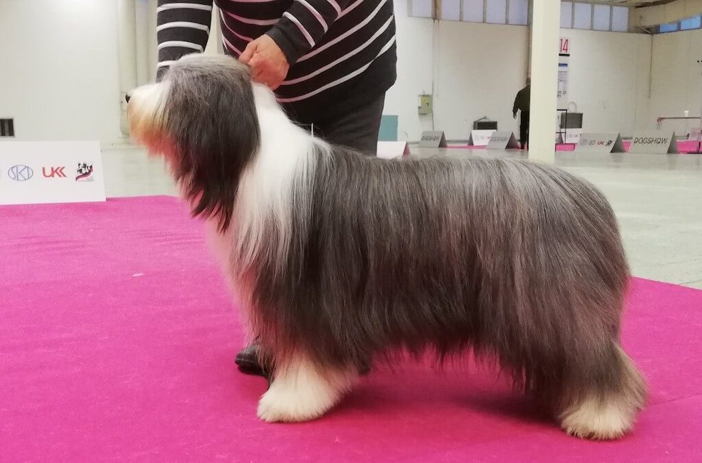 CACIB Nitra 2019