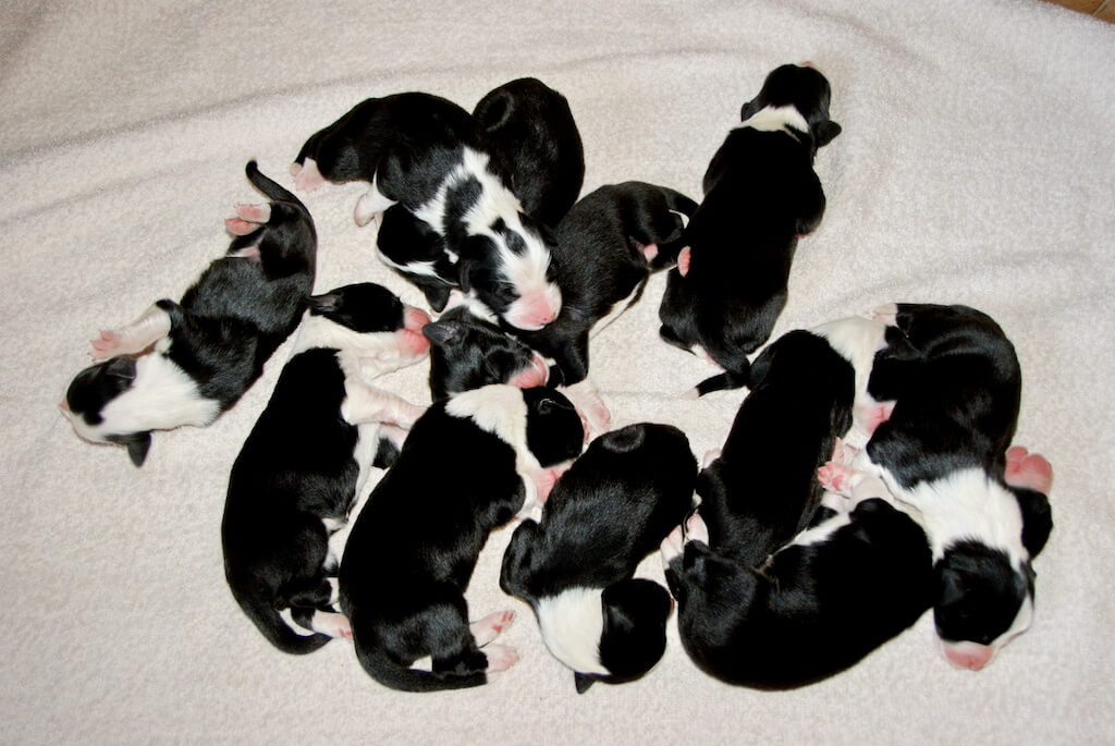 11 nice puppies from kennel Stormy Corner 11 nice puppies from kennel Stormy Corner
